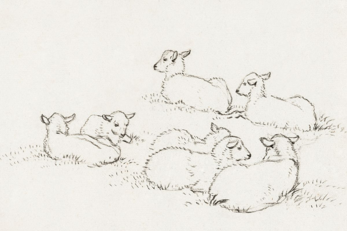 Seven sheep and lambs resting on grass, rendered in pencil sketch on off-white paper.