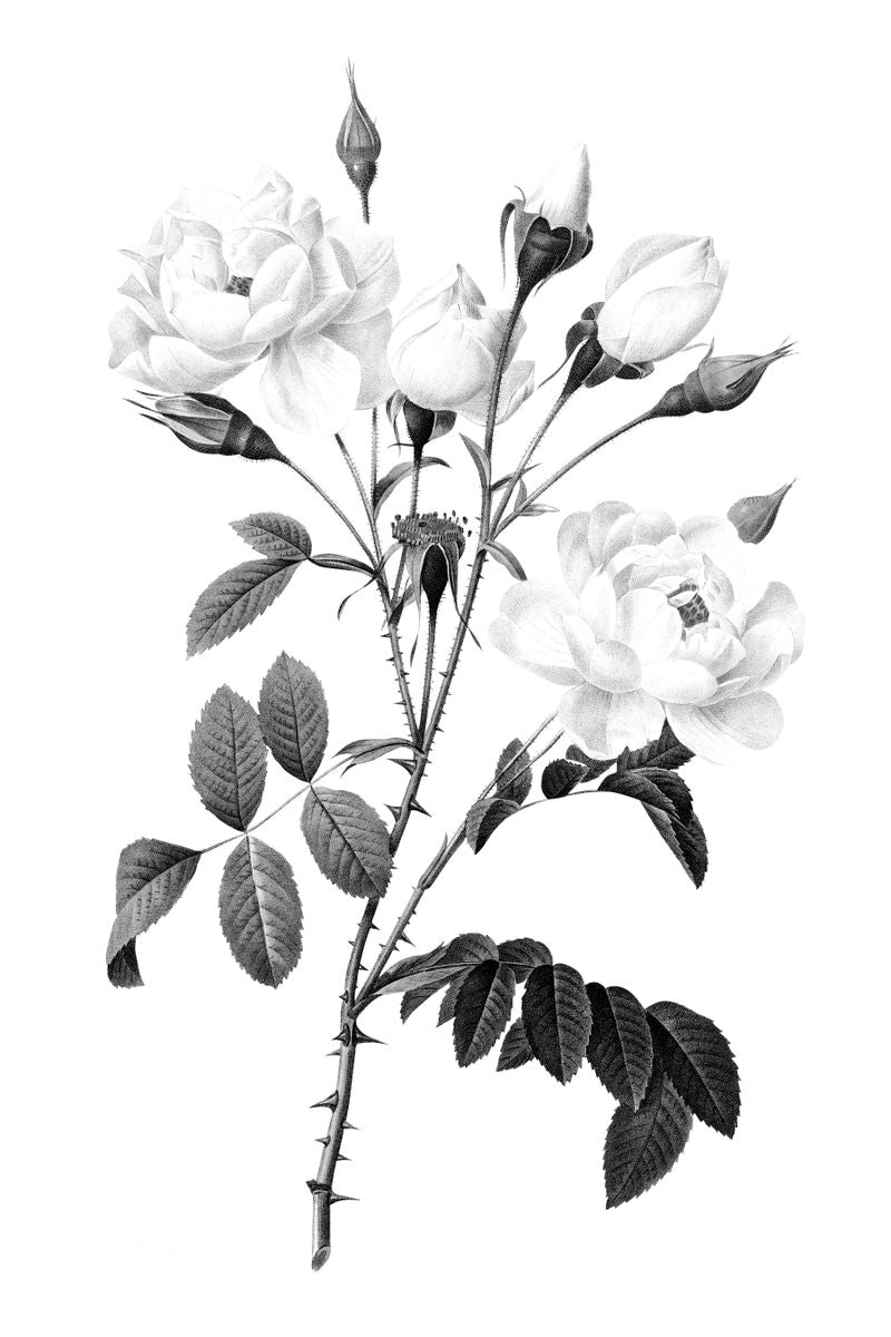 A black and white engraving of a rose branch with two open blooms, multiple buds, thorns, and compound leaves on a white back