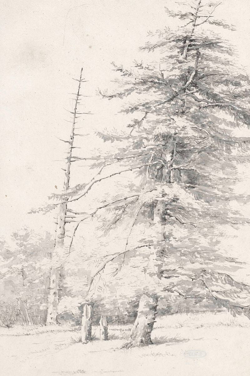 A pencil and wash drawing of a large snow-laden conifer tree beside a bare dead tree in a winter landscape.