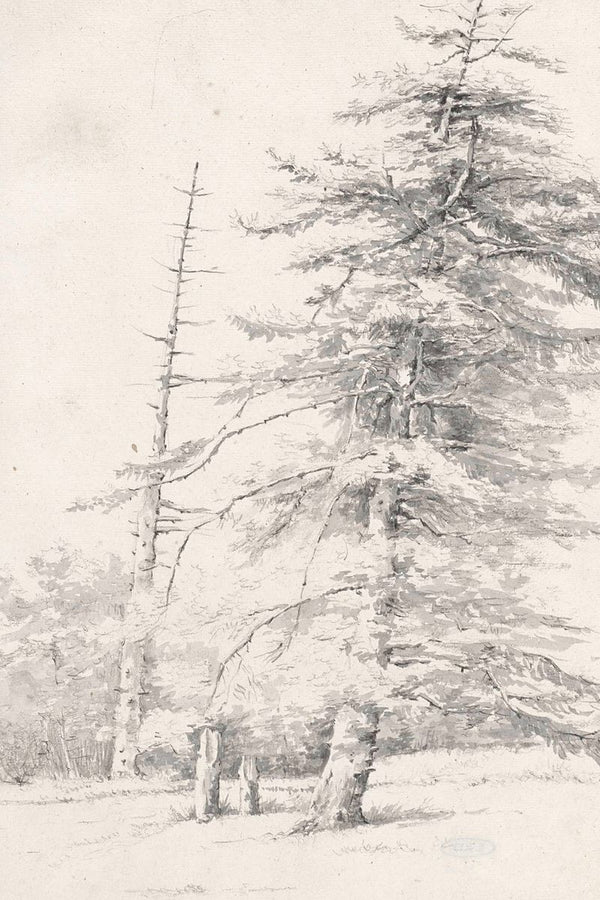 A pencil and wash drawing of a large snow-laden conifer tree beside a bare dead tree in a winter landscape.